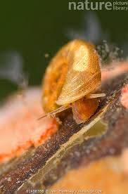 Attēlu rezultāti vaicājumam “Planorbidae”