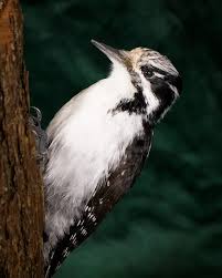 Attēlu rezultāti vaicājumam “Picoides tridactylus adult”
