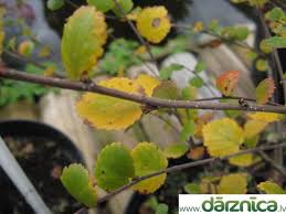 Attēlu rezultāti vaicājumam “Betula humilis”