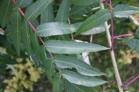 Attēlu rezultāti vaicājumam “Rhus typhina leaf”