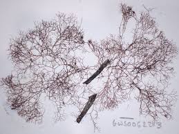 Attēlu rezultāti vaicājumam “Ceramium sp.”