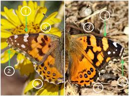 Attēlu rezultāti vaicājumam “Vanessa cardui upperside”