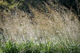 Attēlu rezultāti vaicājumam “Molinia caerulea fruit”