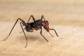 Attēlu rezultāti vaicājumam “Micropezidae”