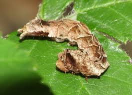 Attēlu rezultāti vaicājumam “Thyatira batis imago”