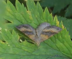 Attēlu rezultāti vaicājumam “Scotopteryx chenopodiata”