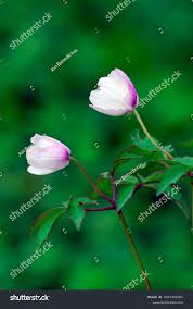 Attēlu rezultāti vaicājumam “Anemone nemorosa bud”