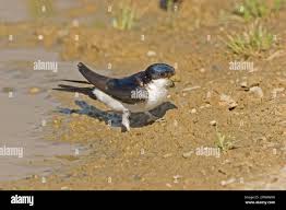 Attēlu rezultāti vaicājumam “Delichon urbicum adult”