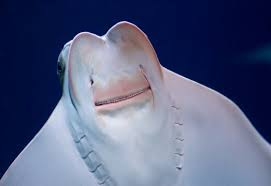 Image result for Rhinoptera bonasus