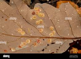 Attēlu rezultāti vaicājumam “Neuroterus quercusbaccarum”