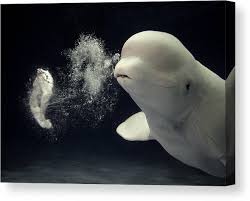 Image result for Delphinapterus leucas