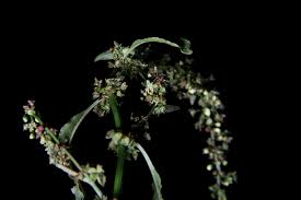 Attēlu rezultāti vaicājumam “Rumex obtusifolius fruit”