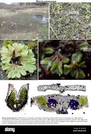 Attēlu rezultāti vaicājumam “Riccia sorocarpa”