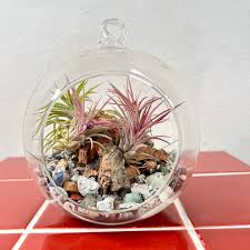 Attēlu rezultāti vaicājumam “Sphagnum platyphyllum”