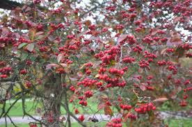 Attēlu rezultāti vaicājumam “Crataegus persimilis leaf”