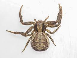 Attēlu rezultāti vaicājumam “Xysticus cristatus”