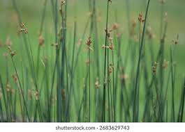 Attēlu rezultāti vaicājumam “Schoenoplectus lacustris subsp. glaucus”