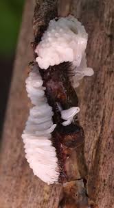 Attēlu rezultāti vaicājumam “Stemonitopsis typhina var. similis”