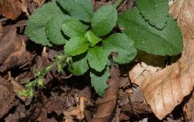 Attēlu rezultāti vaicājumam “Veronica officinalis leaf”
