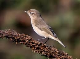 Attēlu rezultāti vaicājumam “Phylloscopus collybita”
