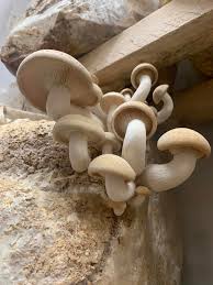 Attēlu rezultāti vaicājumam “Hypsizygus ulmarius”