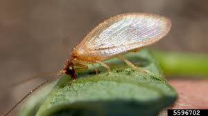 Attēlu rezultāti vaicājumam “Hemerobiidae”