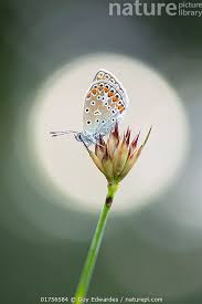 Attēlu rezultāti vaicājumam “Polyommatus icarus female”