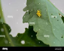 Attēlu rezultāti vaicājumam “Pieris brassicae underside”