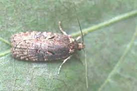 Attēlu rezultāti vaicājumam “Elachistidae”