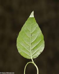 Attēlu rezultāti vaicājumam “Circaea lutetiana leaf”