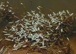 Attēlu rezultāti vaicājumam “Potamogeton trichoides leaf”