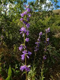 Attēlu rezultāti vaicājumam “Campanula bononiensis”
