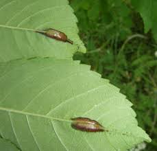 Attēlu rezultāti vaicājumam “Geocrypta galii larva”