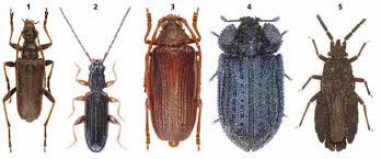 Attēlu rezultāti vaicājumam “Dendrophagus crenatus”