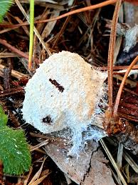 Attēlu rezultāti vaicājumam “Fuligo septica var. septica plasmodium”