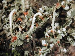 Attēlu rezultāti vaicājumam “Cladonia norvegica”