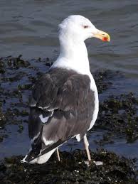 Attēlu rezultāti vaicājumam “Larus marinus adult”