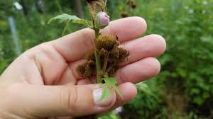 Attēlu rezultāti vaicājumam “Carex remota fruit”