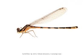 Attēlu rezultāti vaicājumam “Platycnemis pennipes female”