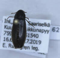 Attēlu rezultāti vaicājumam “Xylita laevigata”