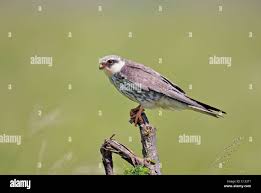 Image result for Falco amurensis