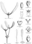 <b>Viscaceae</b> Miq.