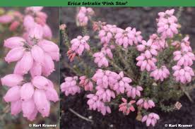 Attēlu rezultāti vaicājumam “Erica tetralix flower”