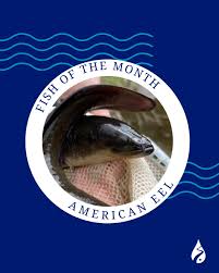 Image result for Anguilla rostrata