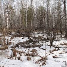 Attēlu rezultāti vaicājumam “Lamproderma pseudomaculatum stalked”