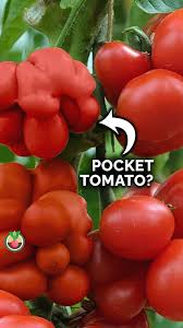 Afbeeldingsresultaat voor voyage tomato