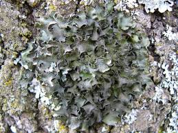 Attēlu rezultāti vaicājumam “Pleurosticta acetabulum”