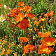 Image result for Papaver nudicaule