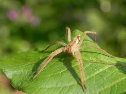 Attēlu rezultāti vaicājumam “Pisauridae”