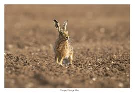 Attēlu rezultāti vaicājumam “Lepus europaeus”